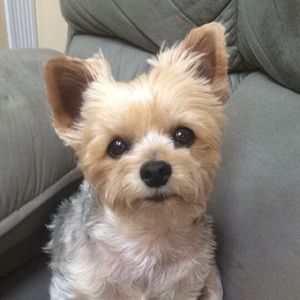 Meet your Posher, Sue